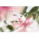 LANCOME - Туалетная вода Les Ô de Lancôme Ôver The Top LF473200 - 4