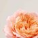 PAYOT - Набор Roselift Box 65118983 - 3