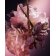 CAROLINA HERRERA - Apă de parfum Good Girl Blush Elixir 65198197-COMB - 3