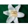 ARMANI PRIVE - Apă de parfum Vert Malachite LA605201-COMB - 5