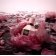 VIKTOR&ROLF - Apă de parfum Flowerbomb Extreme LE417500-COMB - 2