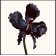 TOM FORD - Apă de parfum Black Orchid Reserve T1Z1010000-COMB - 2